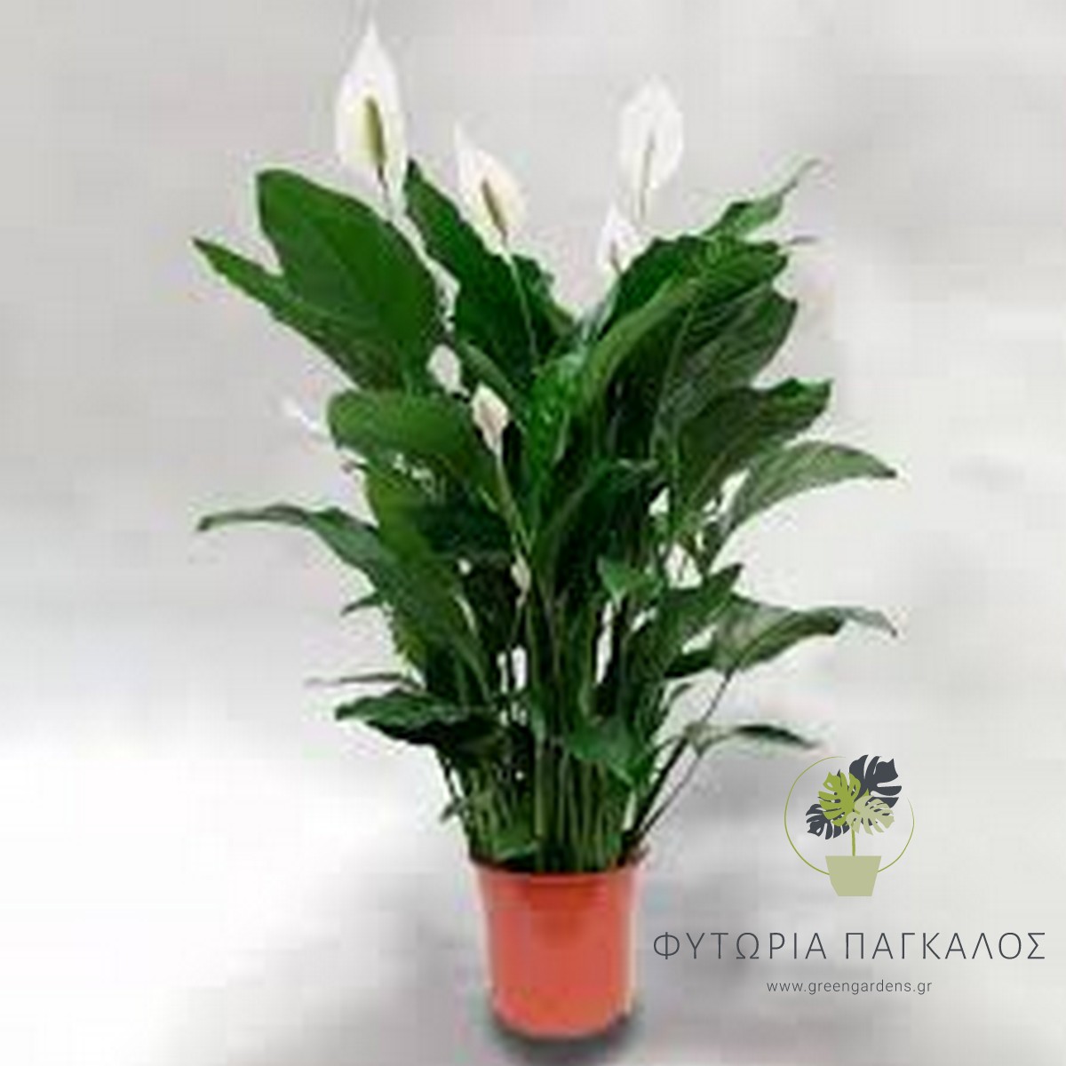 Σπαθίφυλλο (Spathiphyllum) – Φυτό Εσωτερικού Χώρου με Λευκά Άνθη - 3